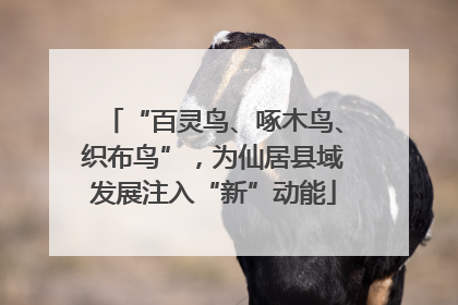 “百灵鸟、啄木鸟、织布鸟”，为仙居县域发展注入“新”动能