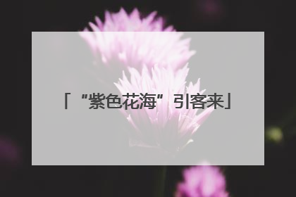 “紫色花海”引客来