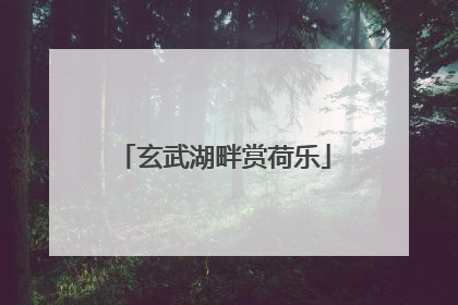 玄武湖畔赏荷乐