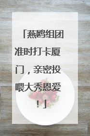 燕鸥组团准时打卡厦门，亲密投喂大秀恩爱！