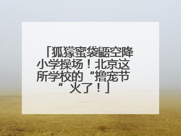 狐獴蜜袋鼯空降小学操场!北京这所学校的“撸宠节”火了!