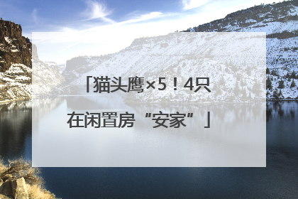 猫头鹰×5！4只在闲置房“安家”