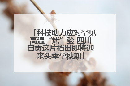 科技助力应对罕见高温“烤”验 四川自贡这片稻田即将迎来头季孕穗期