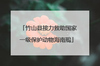 竹山县接力救助国家一级保护动物海南鳽