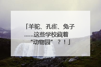 羊驼、孔雀、兔子……这些学校藏着 “动物园”？！