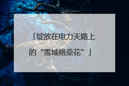 绽放在电力天路上的“雪域格桑花”