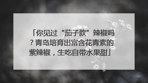 你见过“茄子款”辣椒吗？青岛培育出富含花青素的紫辣椒，生吃自带水果甜