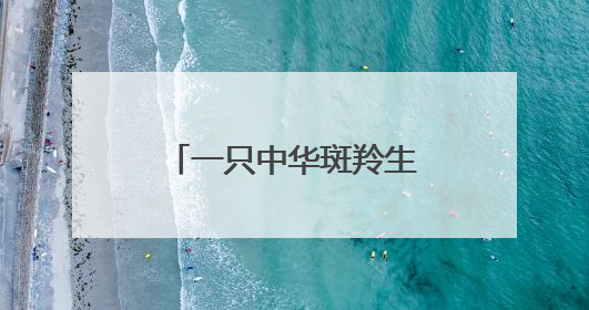 一只中华斑羚生命的最后旅程