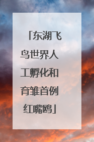 东湖飞鸟世界人工孵化和育雏首例红嘴鸥