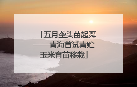 五月垄头苗起舞——青海首试青贮玉米育苗移栽