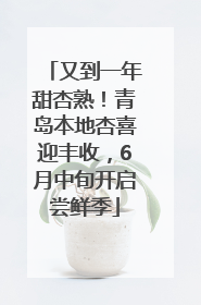 又到一年甜杏熟！青岛本地杏喜迎丰收，6月中旬开启尝鲜季