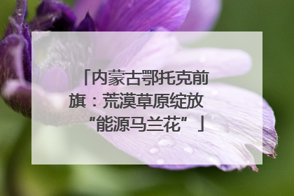 内蒙古鄂托克前旗：荒漠草原绽放“能源马兰花”