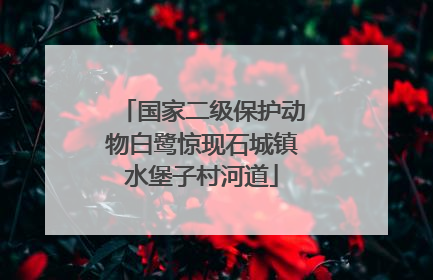 国家二级保护动物白鹭惊现石城镇水堡子村河道