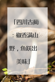 四川古蔺：椒香满山野，鱼跃出美味