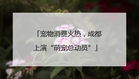 宠物消费火热，成都上演“萌宠总动员”