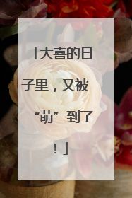 大喜的日子里，又被“萌”到了！