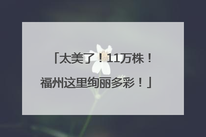 太美了！11万株！福州这里绚丽多彩！