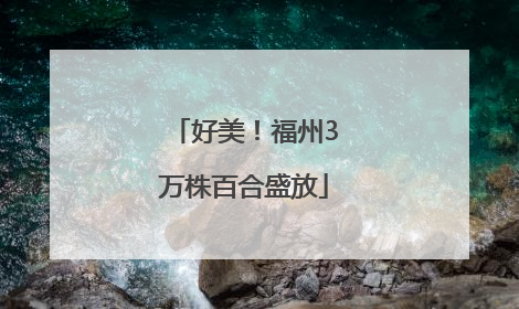 好美！福州3万株百合盛放