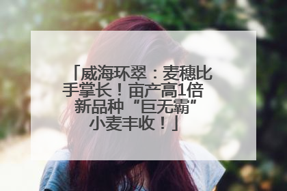 威海环翠：麦穗比手掌长！亩产高1倍 新品种“巨无霸”小麦丰收！