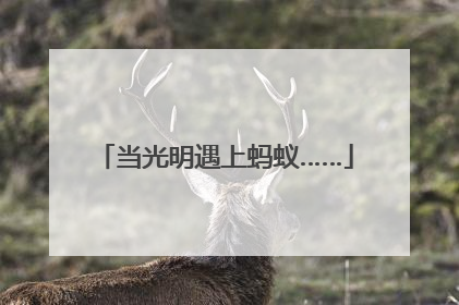 当光明遇上蚂蚁……