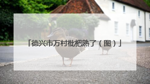 德兴市万村枇杷熟了（图）