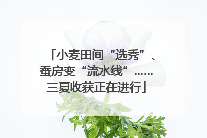 小麦田间“选秀”、蚕房变“流水线”……三夏收获正在进行