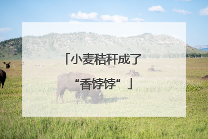 小麦秸秆成了“香饽饽”