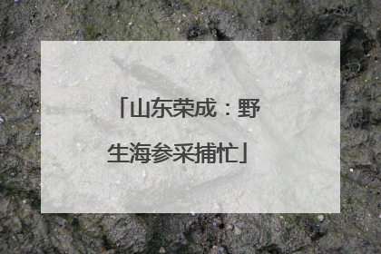 山东荣成：野生海参采捕忙