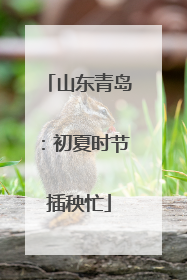山东青岛：初夏时节插秧忙