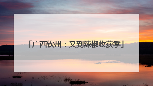 广西钦州：又到辣椒收获季