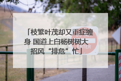 枝繁叶茂却又重症缠身 国道上白杨树树大招风“排危”忙