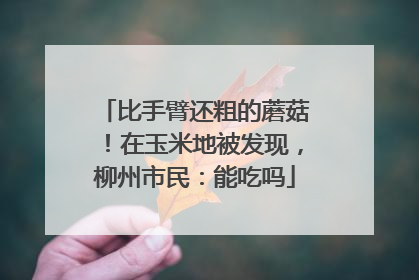 比手臂还粗的蘑菇！在玉米地被发现，柳州市民：能吃吗