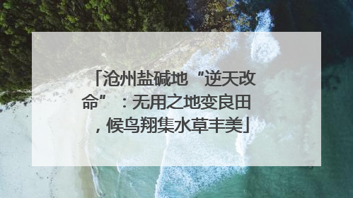 沧州盐碱地“逆天改命”：无用之地变良田，候鸟翔集水草丰美