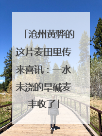 沧州黄骅的这片麦田里传来喜讯：一水未浇的旱碱麦丰收了