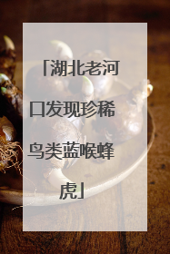 湖北老河口发现珍稀鸟类蓝喉蜂虎