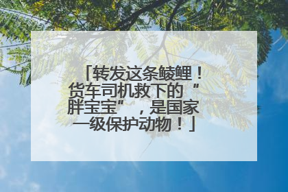转发这条鲮鲤！货车司机救下的“胖宝宝”，是国家一级保护动物！