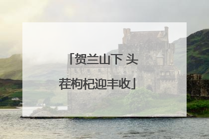 贺兰山下 头茬枸杞迎丰收