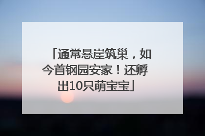通常悬崖筑巢，如今首钢园安家！还孵出10只萌宝宝