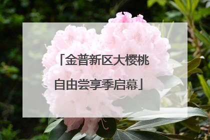 金普新区大樱桃自由尝享季启幕