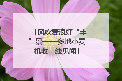 风吹麦浪好“丰”景——多地小麦机收一线见闻