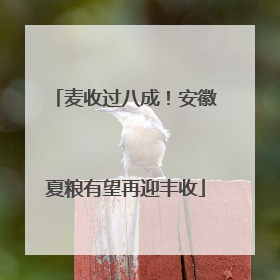 麦收过八成！安徽夏粮有望再迎丰收