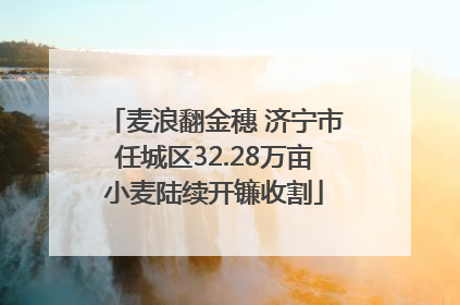 麦浪翻金穗 济宁市任城区32.28万亩小麦陆续开镰收割