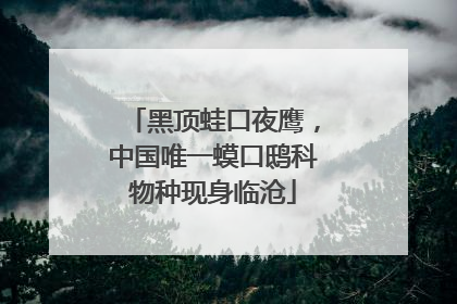黑顶蛙口夜鹰，中国唯一蟆口鸱科物种现身临沧