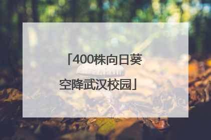 400株向日葵空降武汉校园