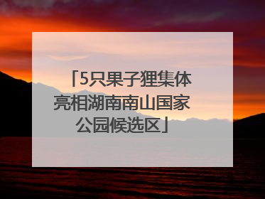 5只果子狸集体亮相湖南南山国家公园候选区